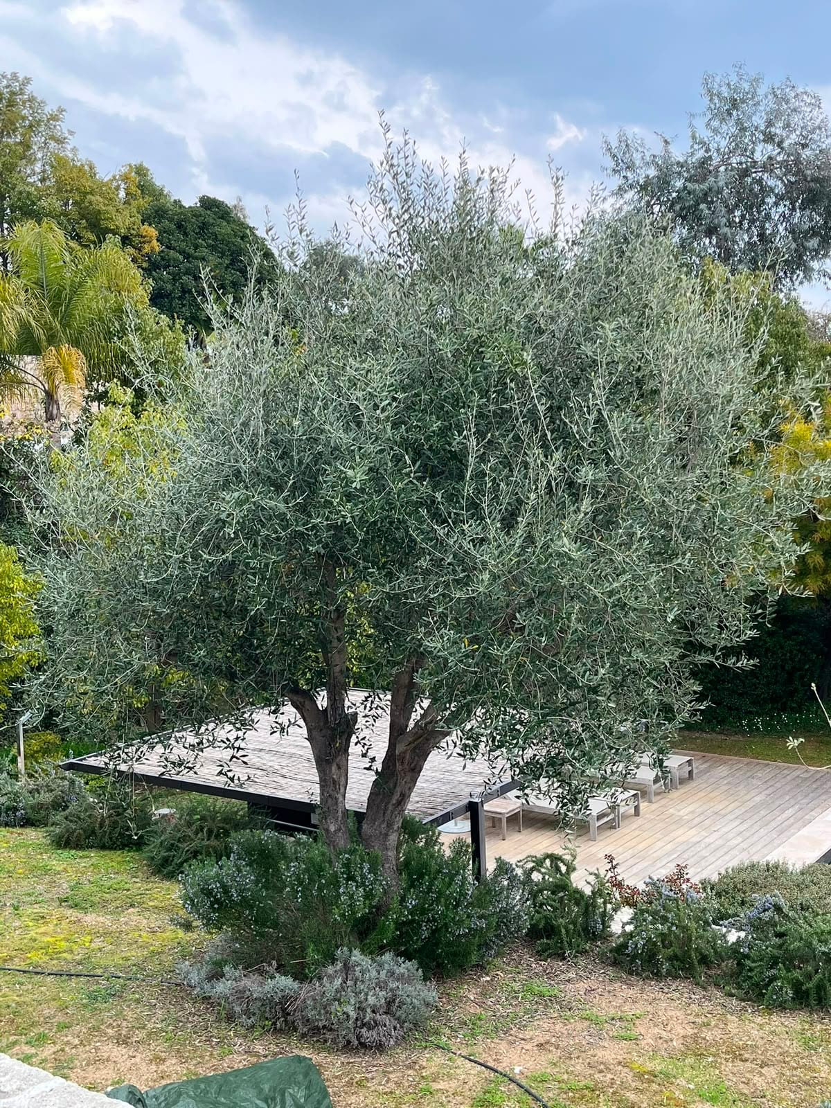 Olivier dense et non taillé masquant la terrasse en bois, avant l’intervention de Bonfi Garden